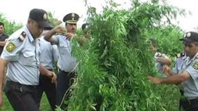 Qoruqda narkotik aşkarlandı: gözətçi işdən çıxarıldı